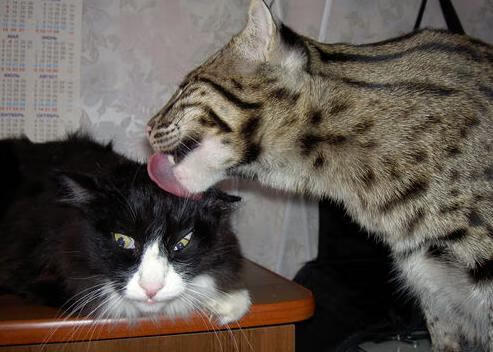 史上唯一！纳达尔铸就年终总决赛+戴维斯杯双冠传奇，十八年跨度见证网球终极纪录