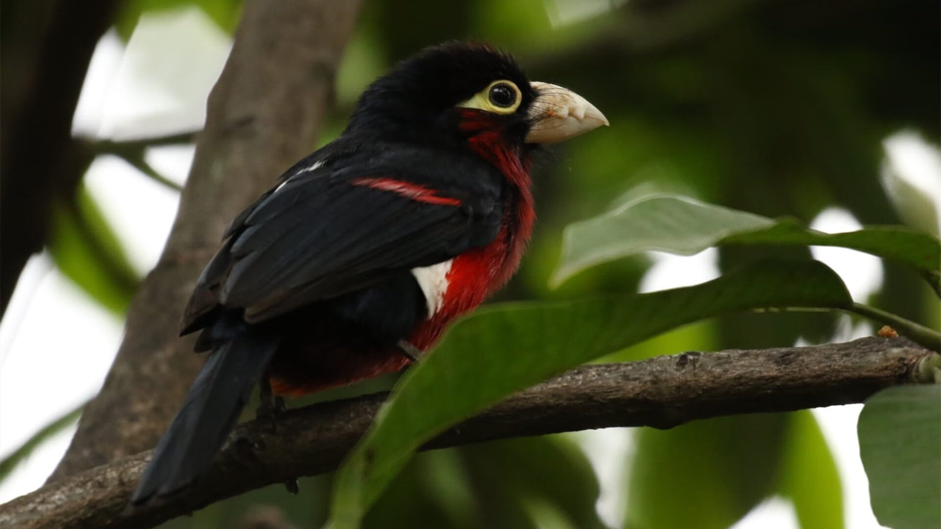 拉沃尔杯横扫联合杯，网球破壁者西西帕斯与团队赛的黄金时代