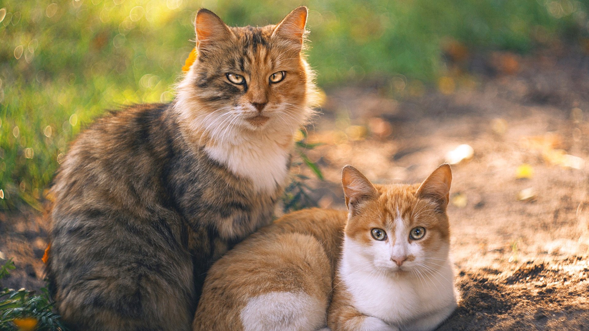 引擎革命,勒克莱尔孤注一掷的绝杀,索伯如何撕裂红牛二队的围城?