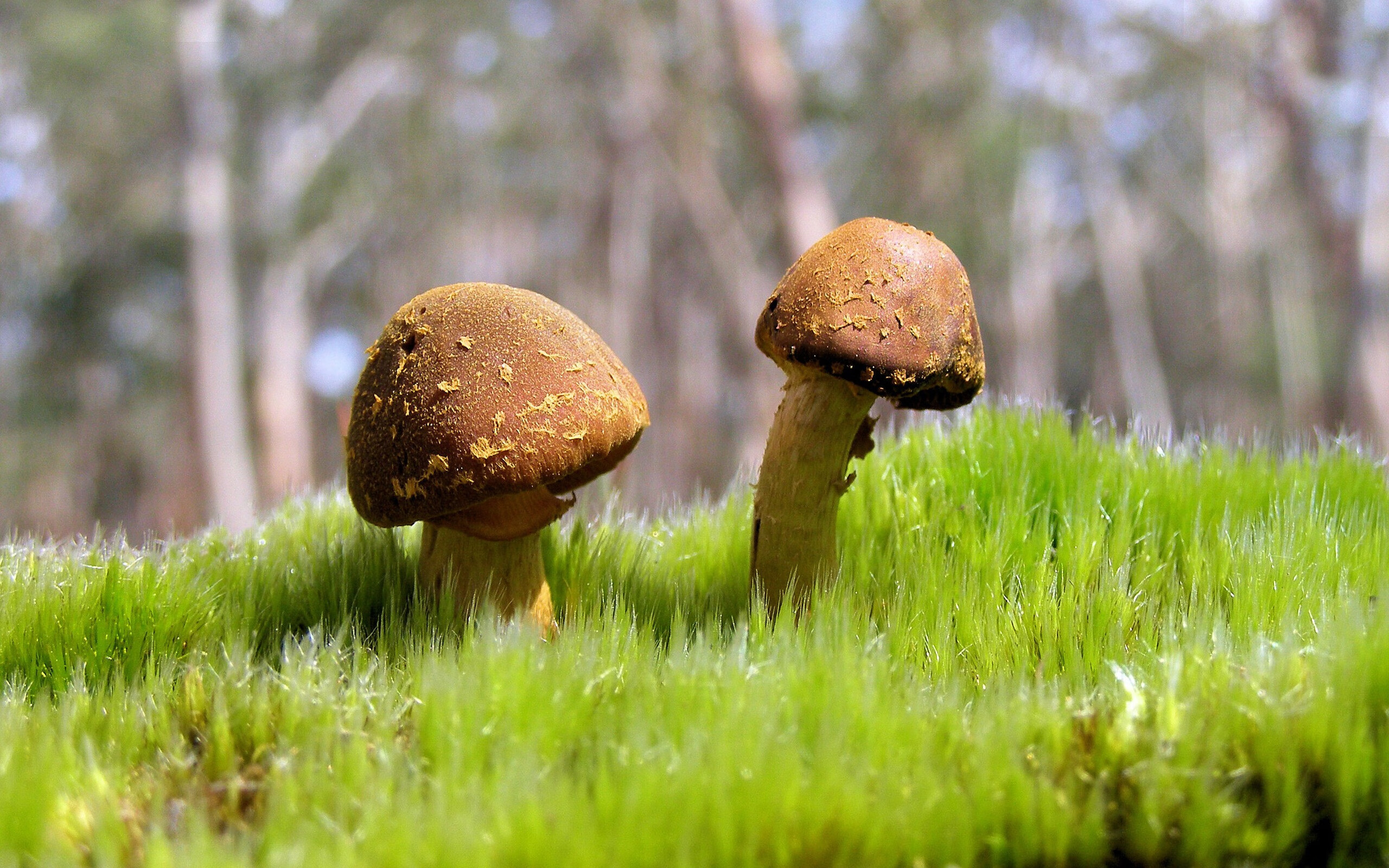 世界杯北美夜色中，哈弗茨如灯塔指引比赛航向