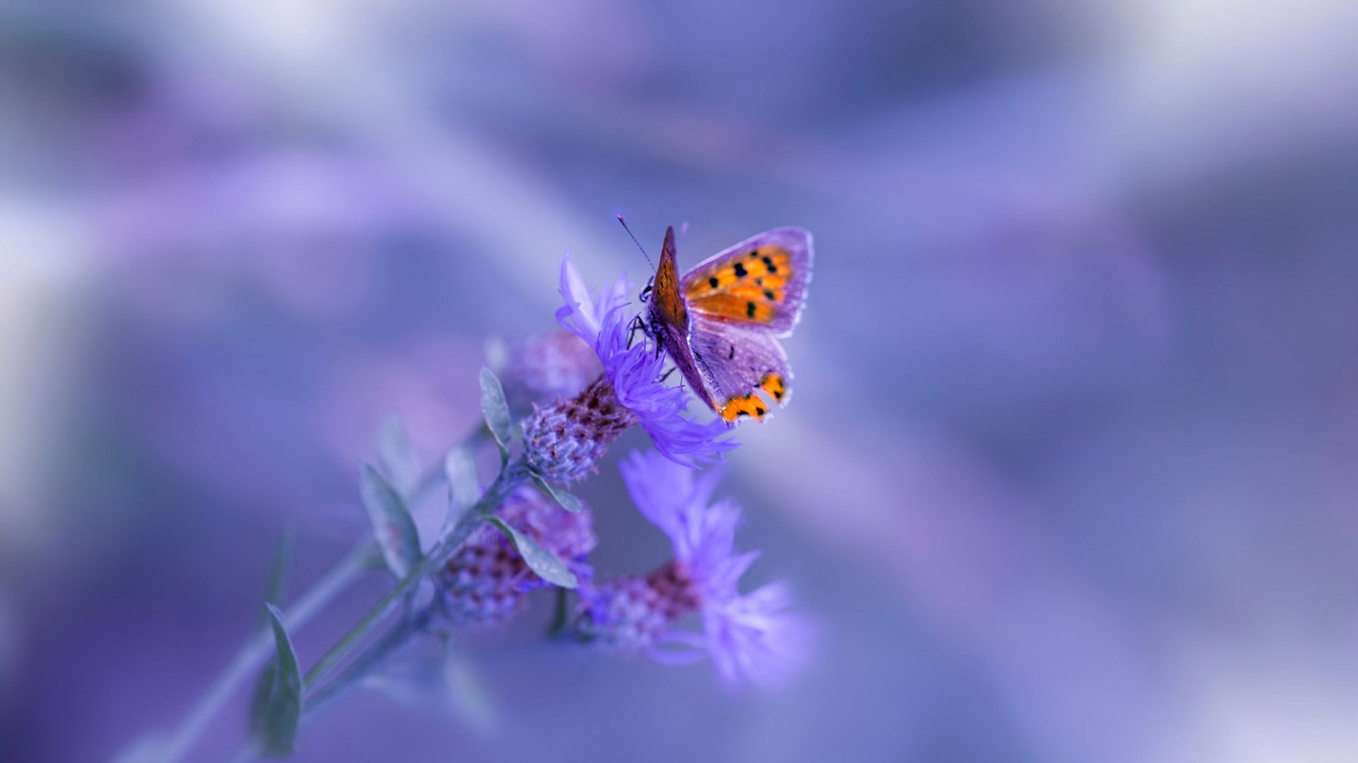 双星闪耀,快船力压活塞,字母哥再破纪录