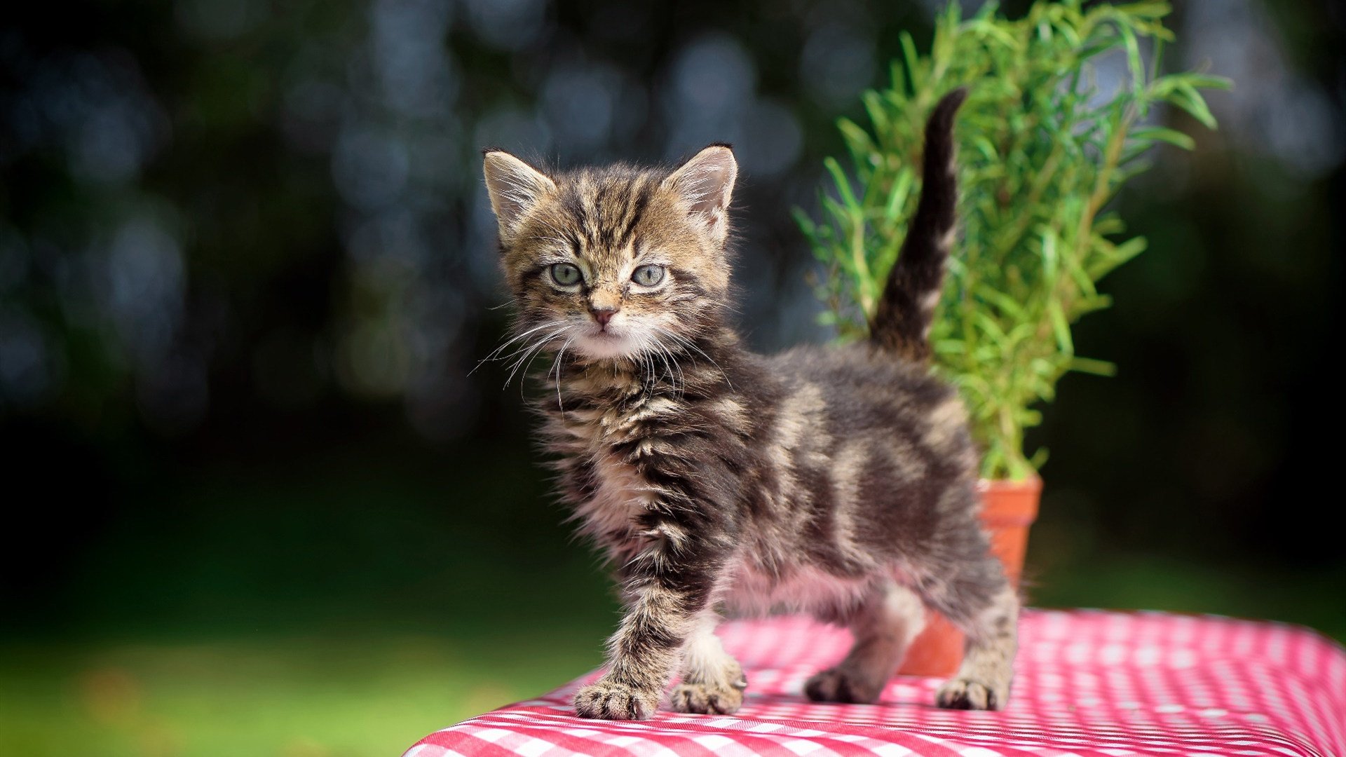 草根神话与豪门硬汉，足球世界里的两种英雄主义
