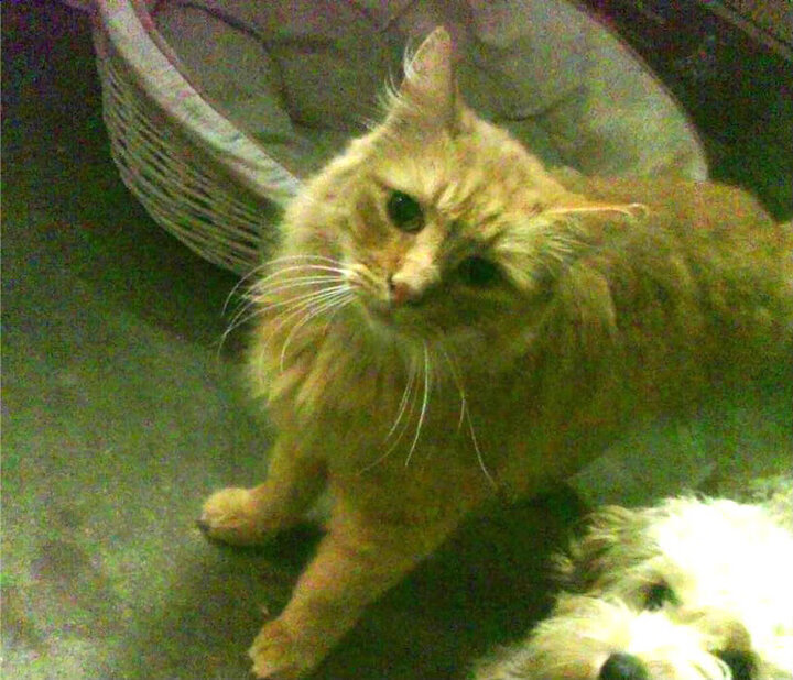 火箭血拼开拓者防线，浓眉炸裂表现撕碎防守体系