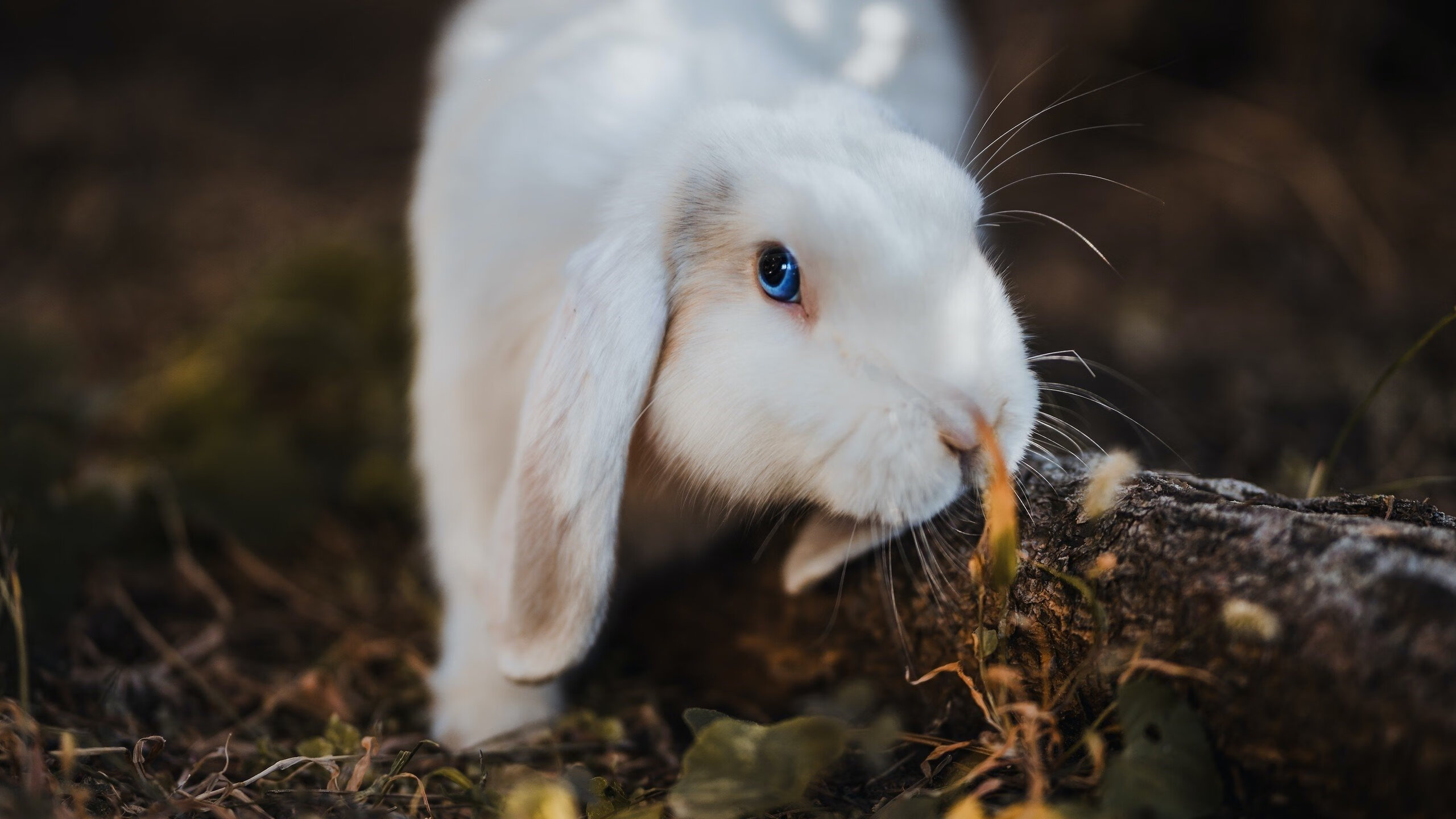 唯一性，当南半球的风强行终结北非沙漠之梦—拉亚那记写入历史的孤绝进球