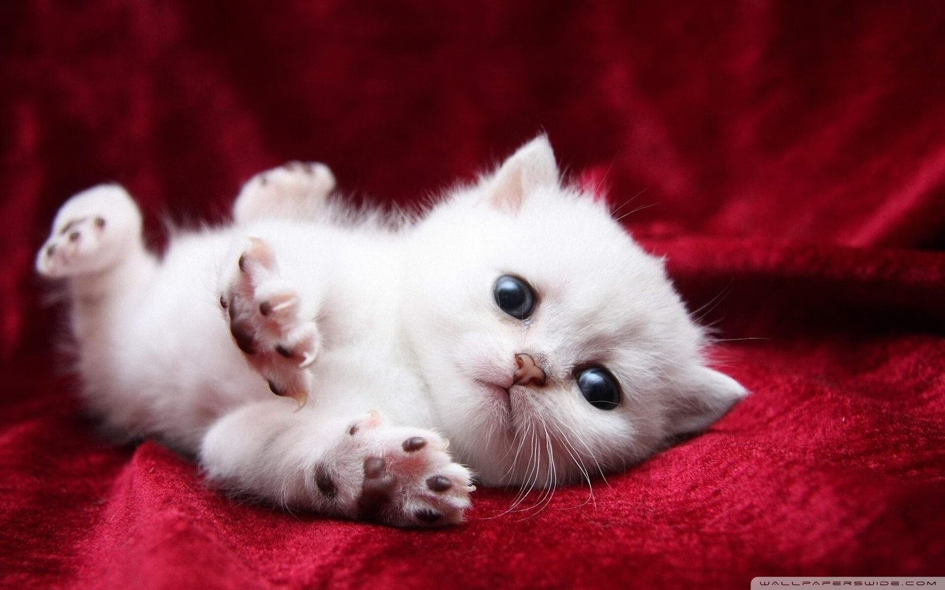 福克斯利刃出鞘,终结火箭升空—凯尔特人客场告捷