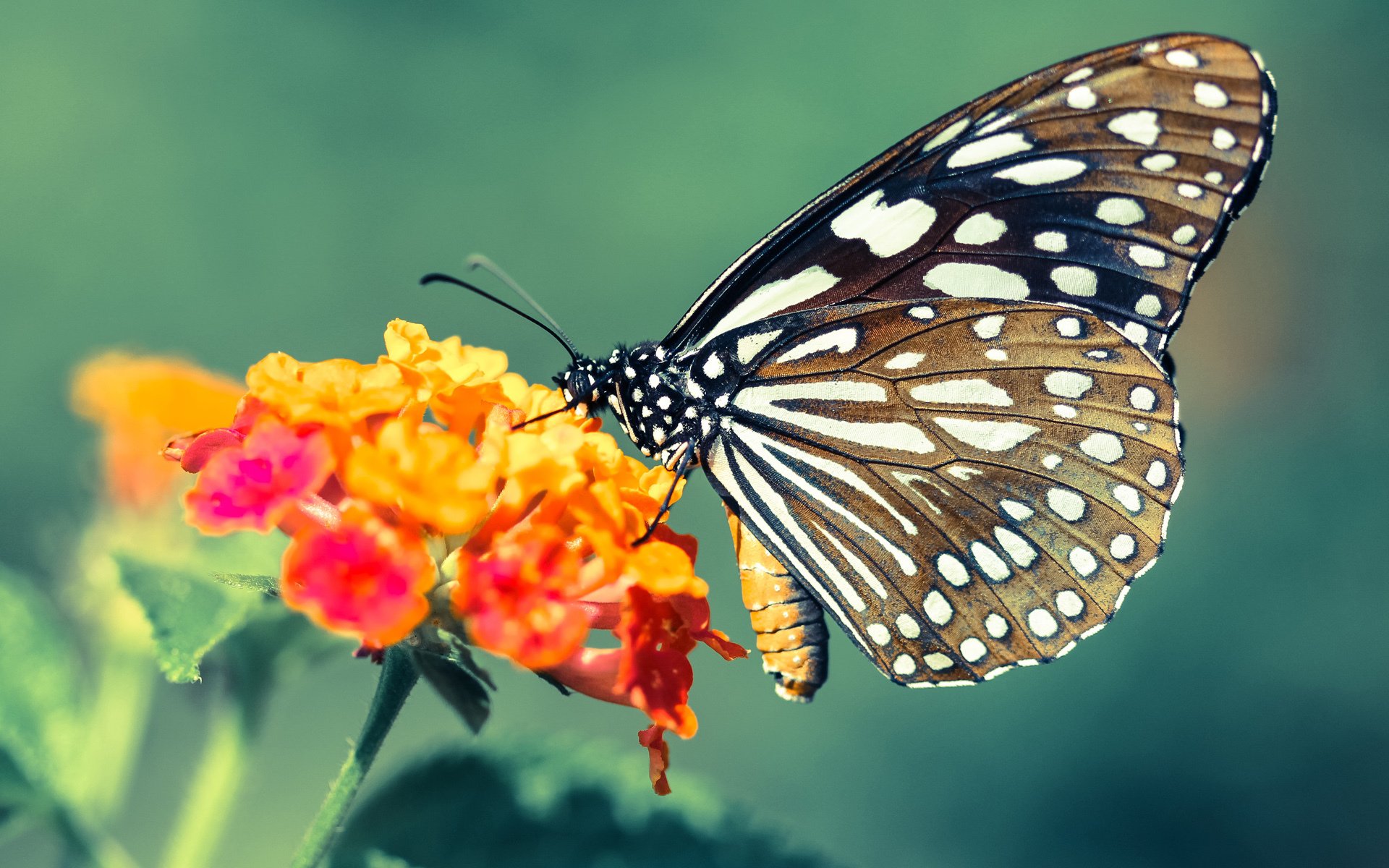 巴拉圭对阵拜仁，在魔幻现实主义的绿茵场，久保建英推开一扇门