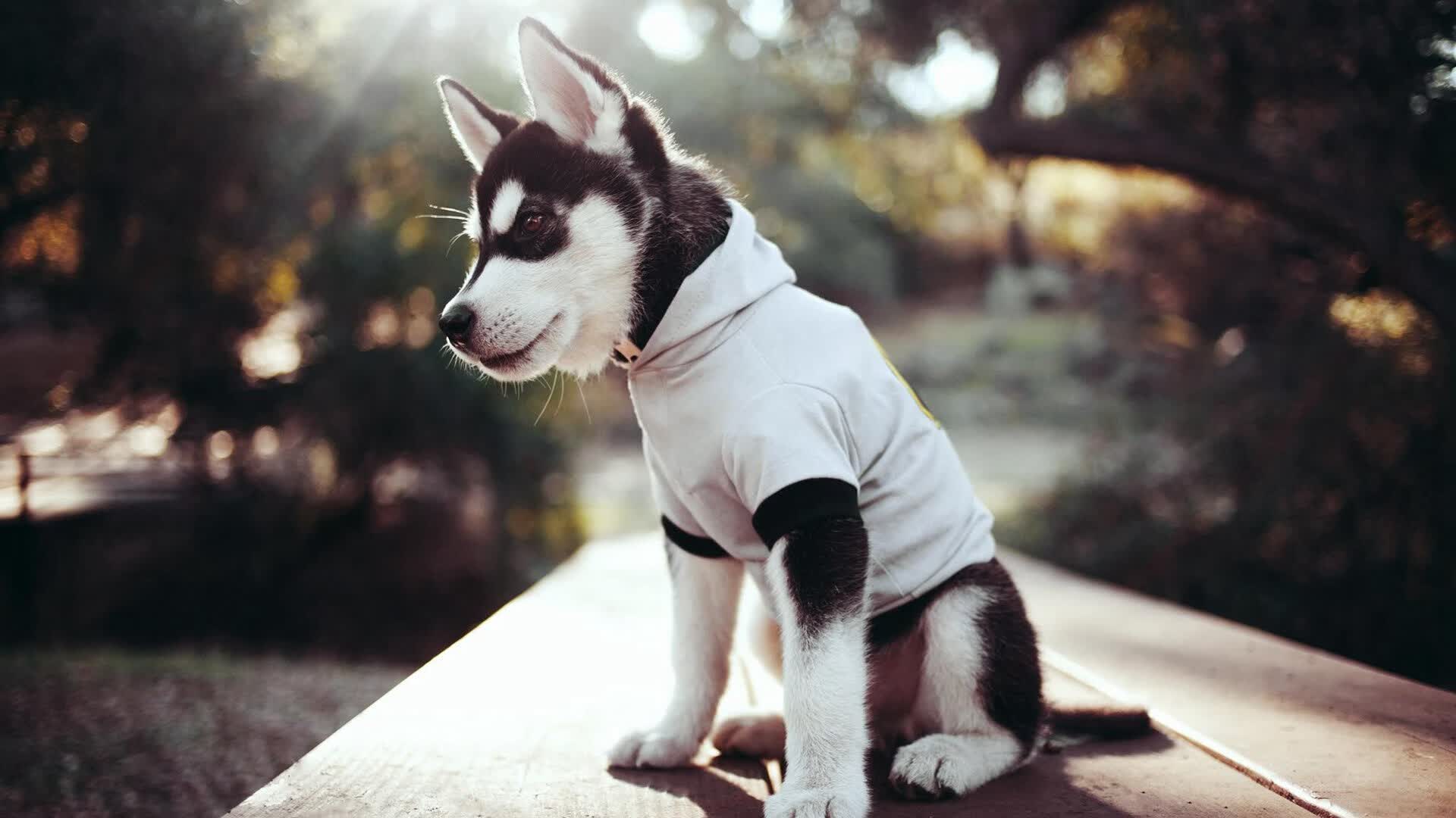 黑色闪电撕破红白防线，布雷默硬仗之王如何让加纳拿下摩纳哥