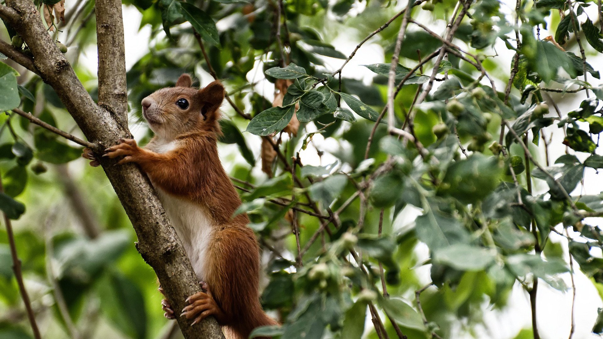 人车合一，当篮球场化身为F1街道赛，拉梅洛引擎全开