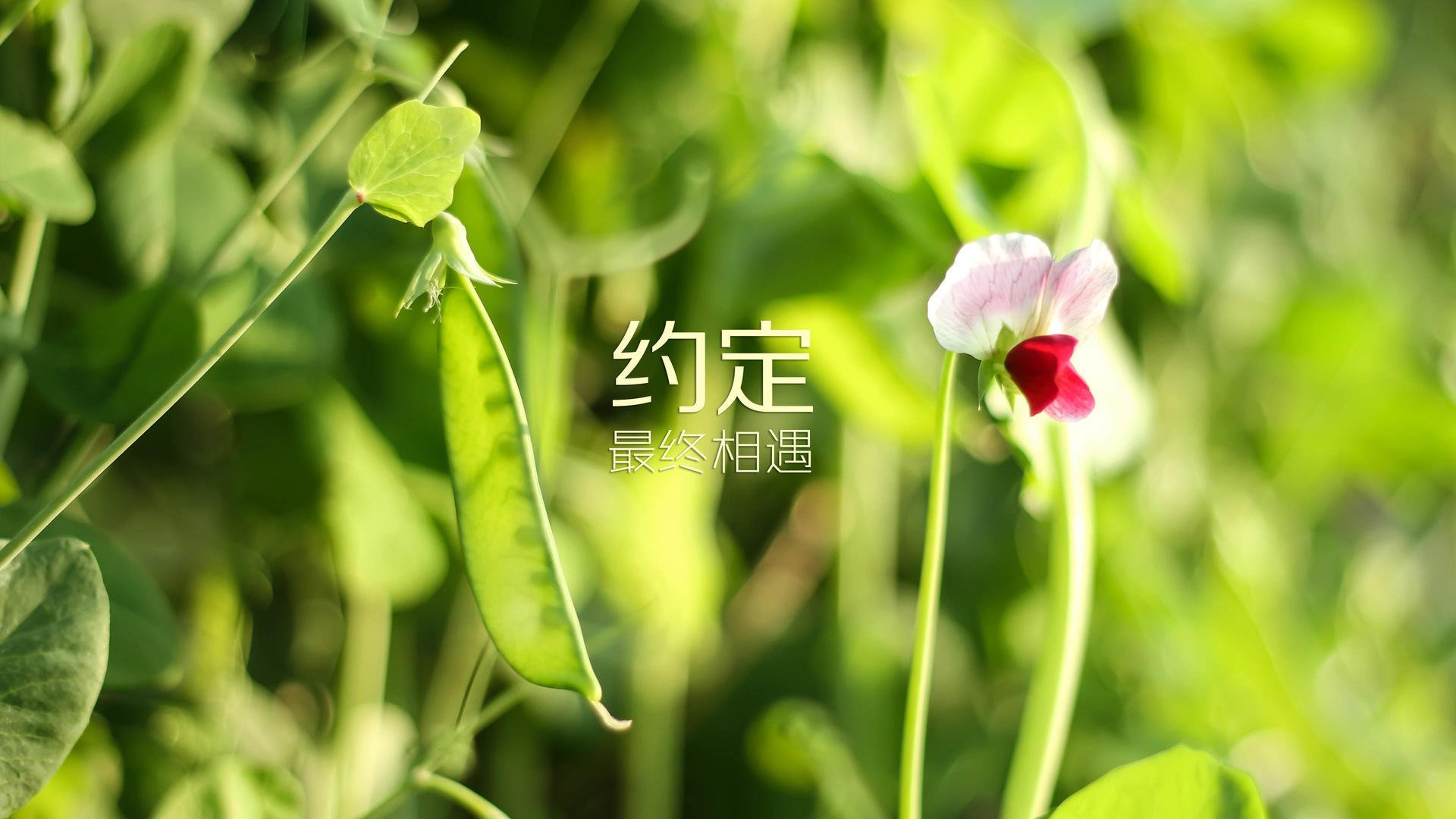 哥本哈根的北极星,当莱万在北非铁幕下,为丹麦铸就唯一的神迹